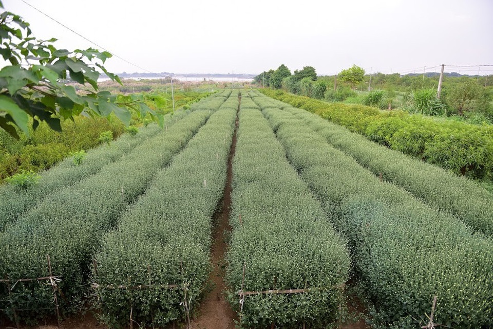 Thời điểm này, nhiều chủ vườn đã cho khách đến vườn tham quan, chụp ảnh. Tuy nhiên, do hoa chưa nở nhiều nên khách đến thưa thớt, vắng vẻ.