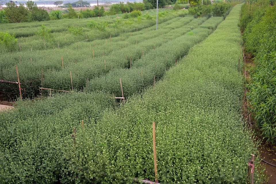 Những cánh đồng cúc họa mi chúm chím nụ, hứa hẹn một mùa bội thu