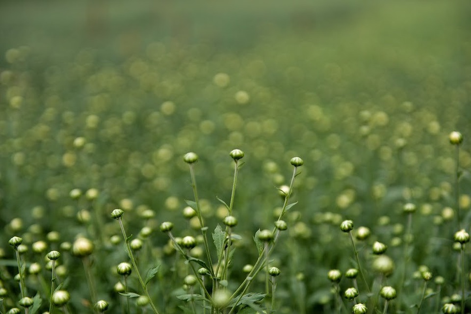 Để cúc họa mi nở rộ đúng mùa, người dân phải bắt đầu ươm mầm từ tháng 4 Âm lịch, sau 6 tháng là hoa bắt đầu bung nở.