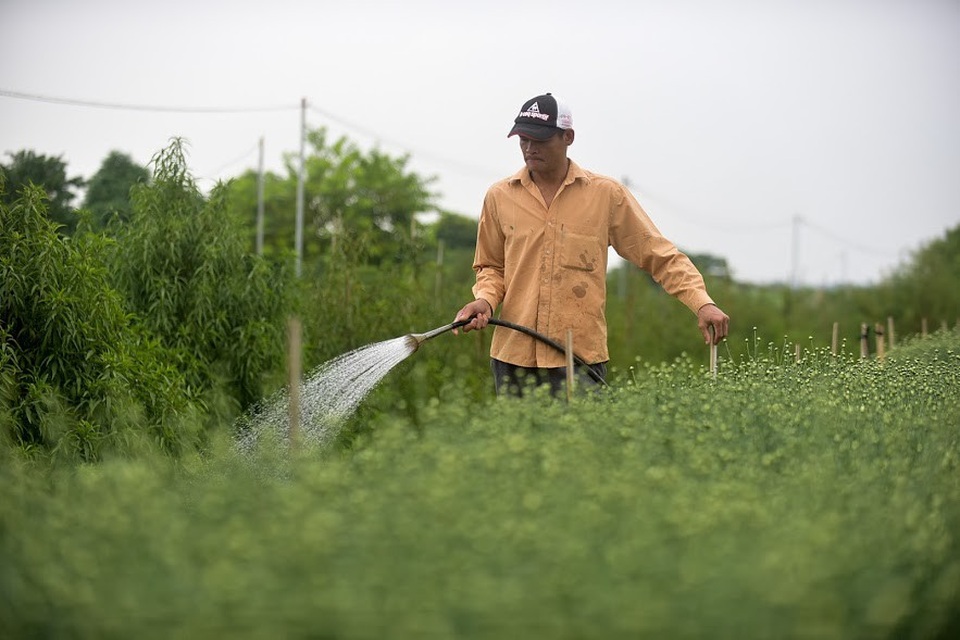 Mỗi bó cúc họa mi có giá dao động từ 50.000 - 70.000 đồng/bó, ngoài ra người trồng hoa còn có thêm một khoản thu nhập nhờ dịch vụ chụp ảnh, giá trung bình là 20.000 đồng/người.