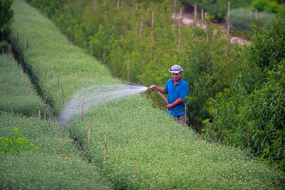 Hoa nở đến đâu, người dân cắt đem bán đến đó, tùy vào hướng kinh doanh mà mỗi hộ gia đình có thể thu về từ vài chục đến cả trăm triệu đồng.