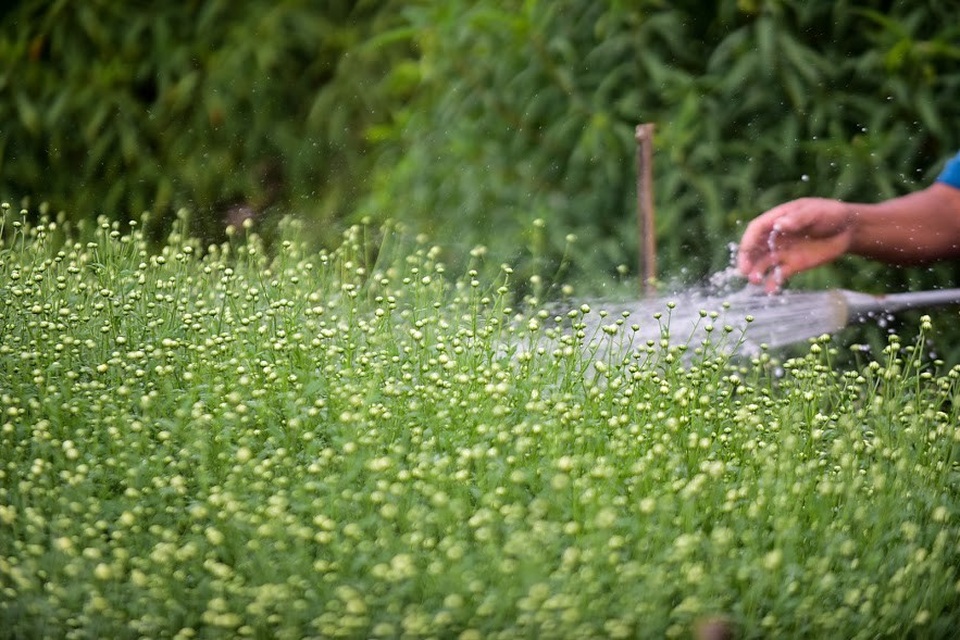Năm nay, giá cúc họa mi dự kiến sẽ không cao hơn so với mọi năm