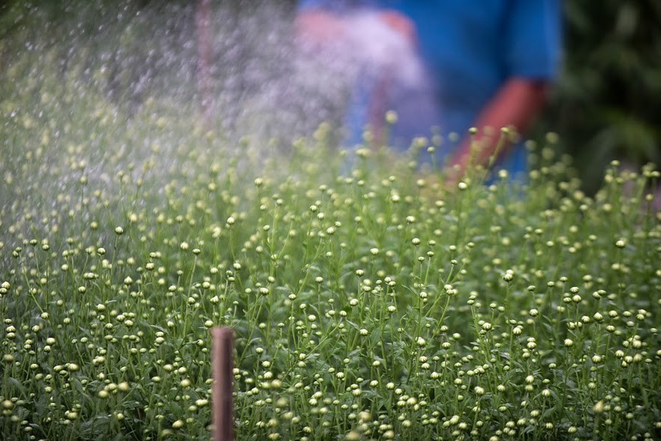 Cúc họa mi chỉ khoe sắc rực rỡ trong thời gian ngắn nên mỗi khi vào mùa, những hộ trồng hoa thường phải tranh thủ thu hoạch từ sáng sớm tinh mơ đến tận chiều muộn để đủ lượng hoa cung cấp ra thị trường.