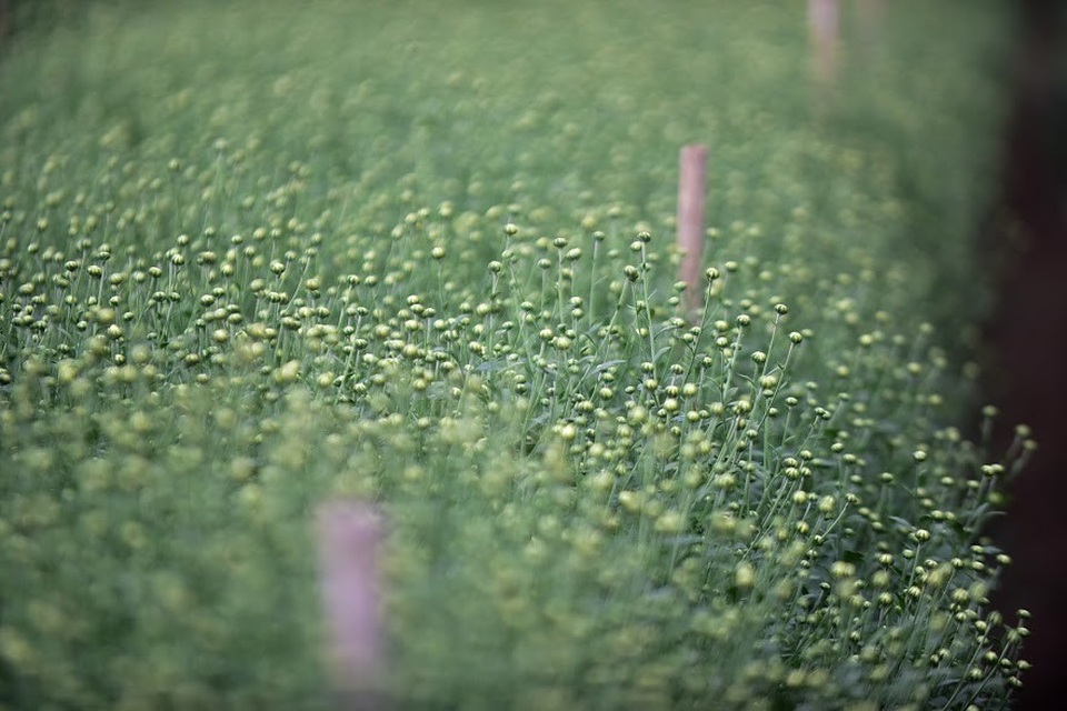 Các bông hoa đang chúm chím nụ, chờ ngày khoe sắc.