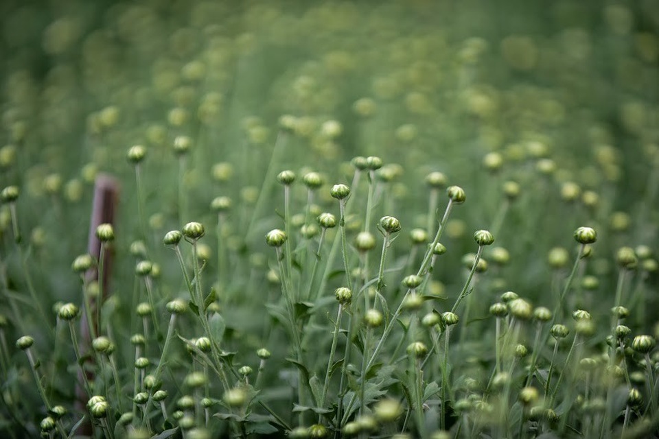 Trước đây cúc họa mi chỉ là loài hoa dại, ít người để ý. Tuy nhiên khi thấy nhiều người tìm mua, thậm chí nô nức kéo đến vườn cúc họa mi để chụp ảnh tự phát thì người dân mới chú ý mở rộng diện tích trồng, chăm sóc.