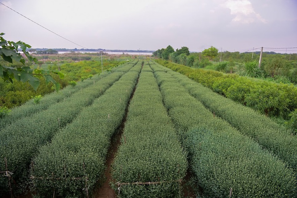 Mấy năm gần đây, cúc họa mi được người dân Hà Nội ưa chuộng mỗi khi vào mùa. Loại hoa này được trồng nhiều ở vườn hoa Nhật Tân, Quảng Bá…