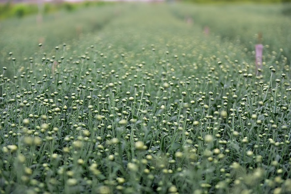 Cúc họa mi được trồng theo 2 phương thức là trồng xen canh giữa các gốc đào để tiết kiệm diện tích hoặc trồng luống riêng, thuận tiện hơn cho việc chăm sóc