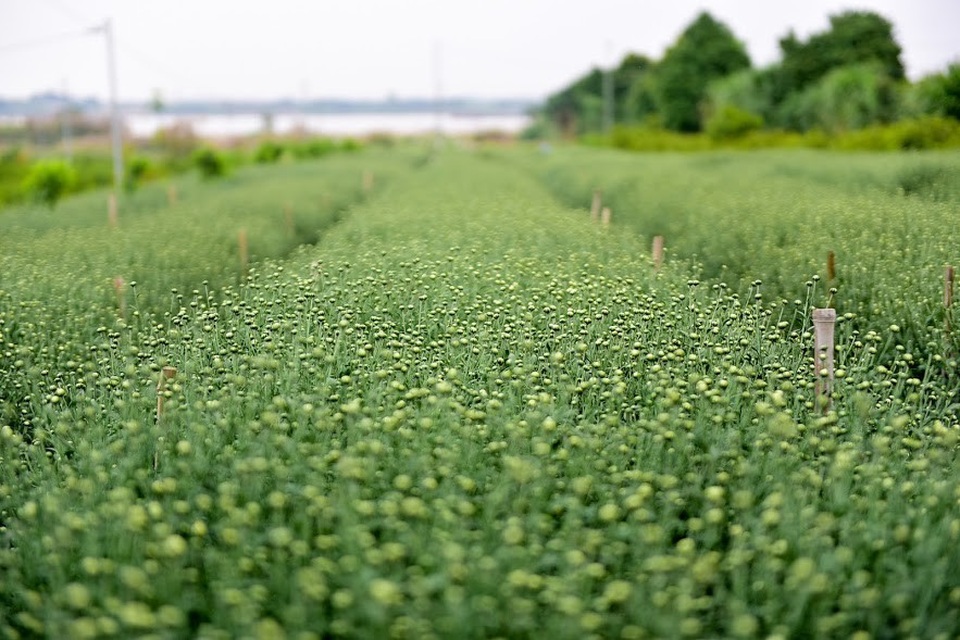 Theo người trồng hoa, dự kiến khoảng 1-2 tuần nữa, sẽ bước vào vụ thu hoạch cúc họa mi.