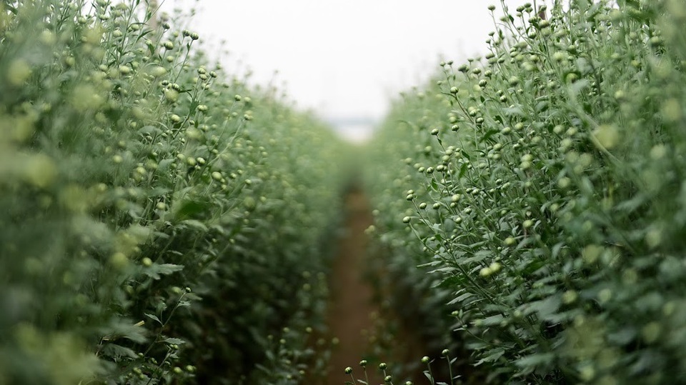 Những ngày này, người dân Nhật Tân tất bật chăm sóc chuẩn bị đón vụ cúc họa mi.