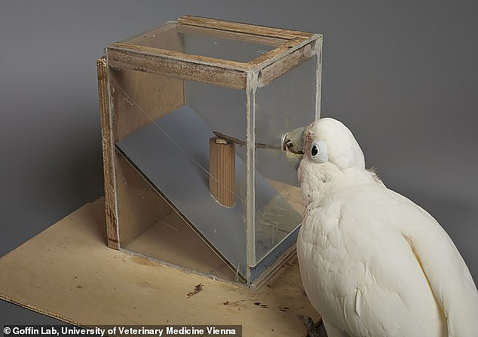 Ngạc nhiên trước khả năng của vẹt “chế tạo” công cụ khều thức ăn - 1 
Những con vẹt mào có trí thông minh đặc biệt.