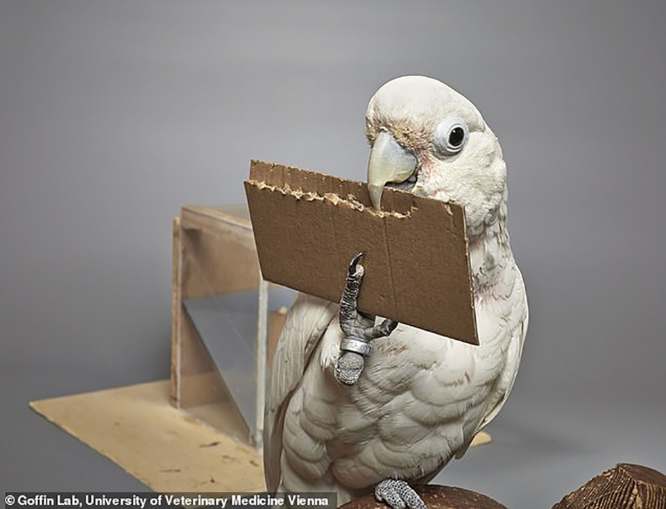 Ngạc nhiên trước khả năng của vẹt “chế tạo” công cụ khều thức ăn - 2 Những con vẹt mào có khả năng cắt bìa các tông theo các kích thước khác nhau để khều thức ăn trong hộp.