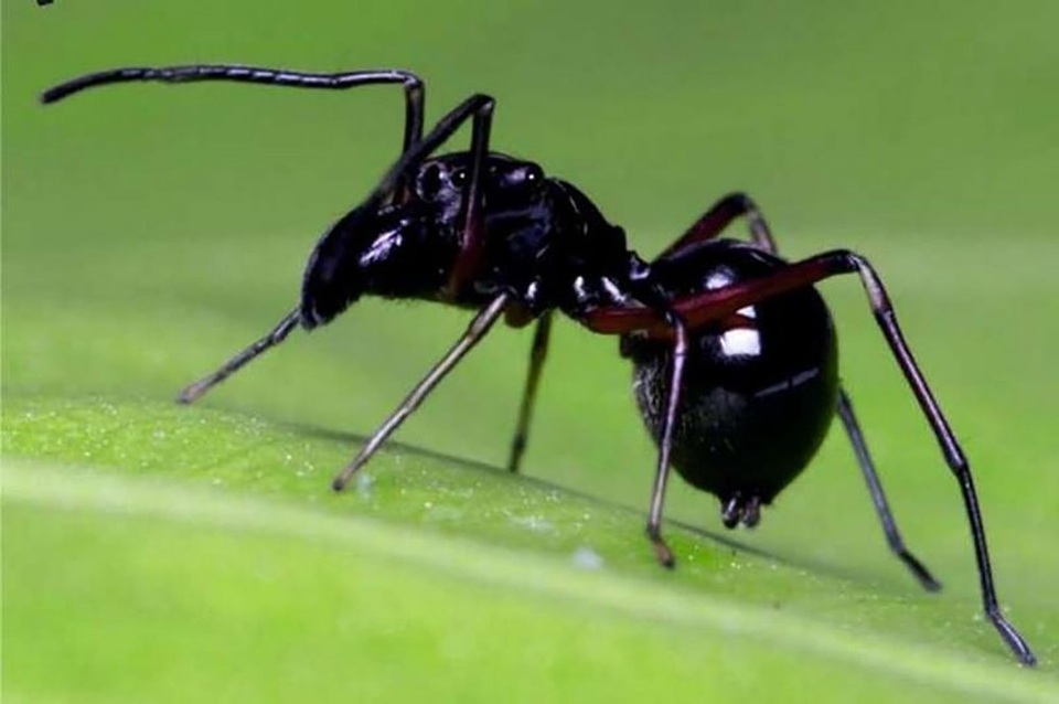 Kì lạ loài nhện nuôi con bằng… sữa - 1 Nhện Toxeus magnus có khả năng nuôi con bằng “sữa mẹ”