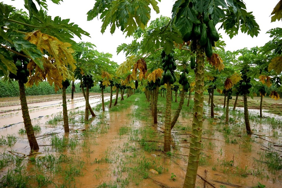 Nông dân trắng tay vì mưa lớn gây ngập úng rau quả vụ Tết - 1 Nông dân trắng tay vì mưa lớn gây ngập úng rau quả vụ Tết - 1