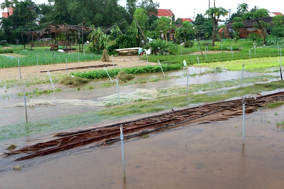 Nông dân trắng tay vì mưa lớn gây ngập úng rau quả vụ Tết - 10 Nhiều lứa rau chỉ mới gieo chưa đầy 1 tuần chuẩn bị cho vụ rau tết Nguyên Đán đã ngập úng và hư hại