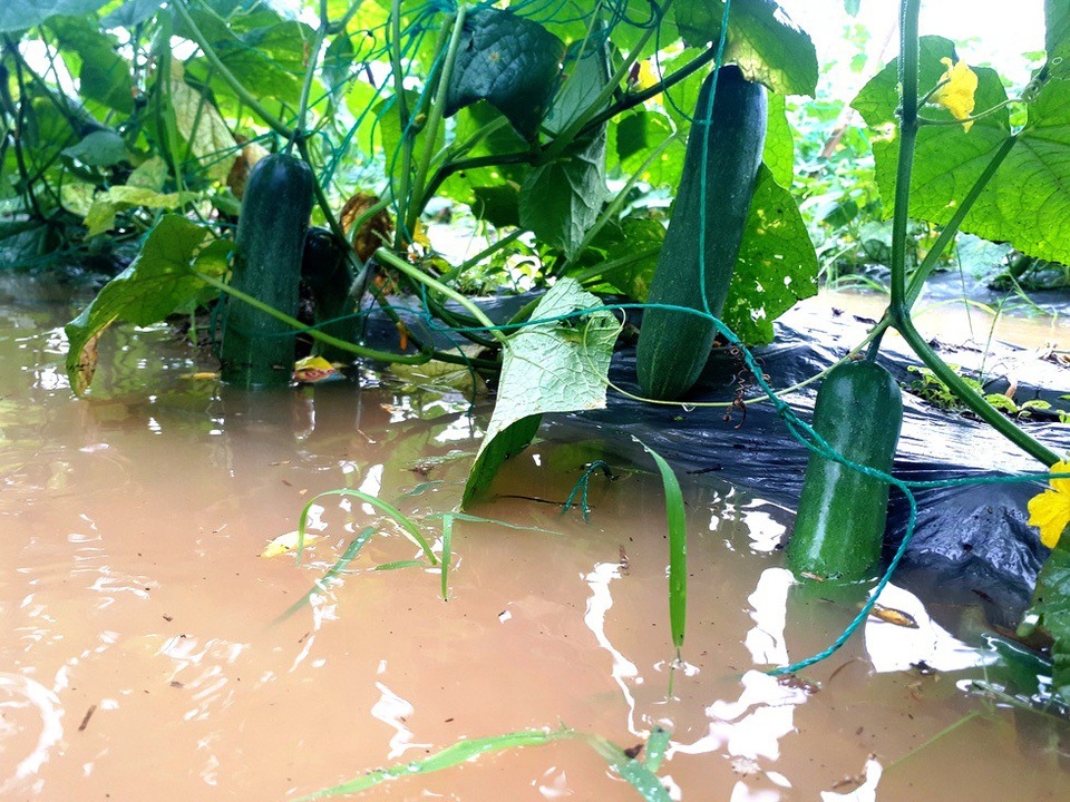 Nông dân trắng tay vì mưa lớn gây ngập úng rau quả vụ Tết - 2 Diện tích rau quả của người dân Bàu Tròn bị ngập nước