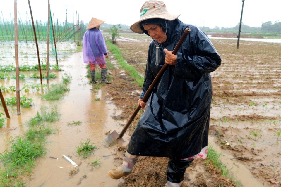 Nông dân trắng tay vì mưa lớn gây ngập úng rau quả vụ Tết - 4 Nông dân trắng tay vì mưa lớn gây ngập úng rau quả vụ Tết - 4