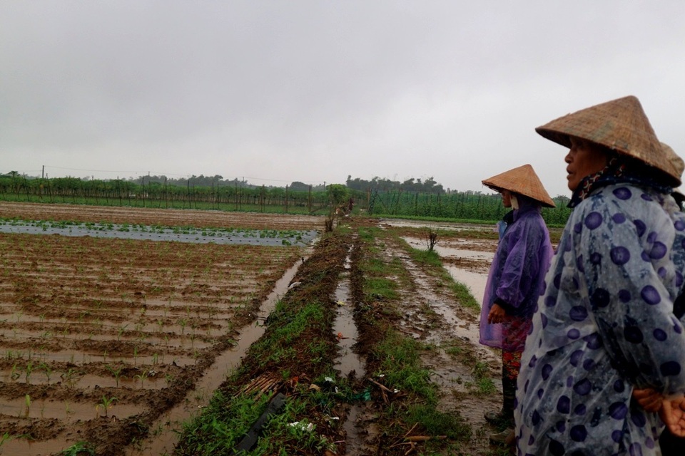 Nông dân trắng tay vì mưa lớn gây ngập úng rau quả vụ Tết - 8 Người dân thấp thỏm, lo lắng với “số phận” của ruộng rau gia đình trong khi trời liên tục đổ mưa