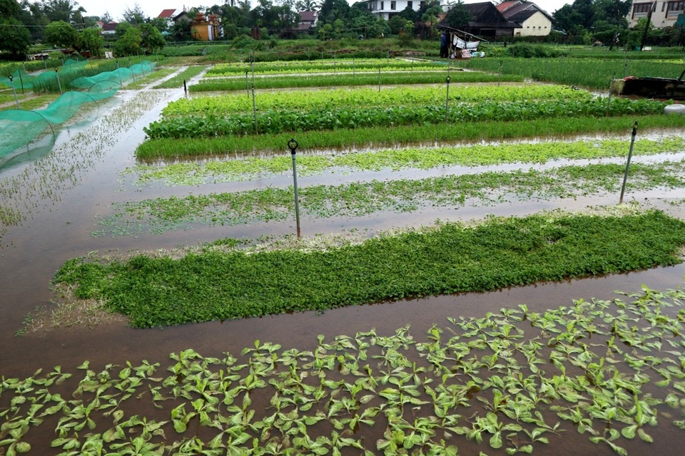 Nông dân trắng tay vì mưa lớn gây ngập úng rau quả vụ Tết - 9 Rau Trà Quế trứ danh cũng chịu chung số phận khi ngập trong nước, hư hại gần như toàn bộ