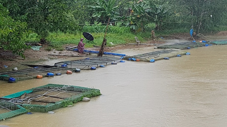 Huế nguy cơ ngập sâu, mưa càng lúc càng lớn - 6 Người dân nuôi cá lồng mặc áo mưa, che dù ra giữ các lồng cá trong trời mưa lớn