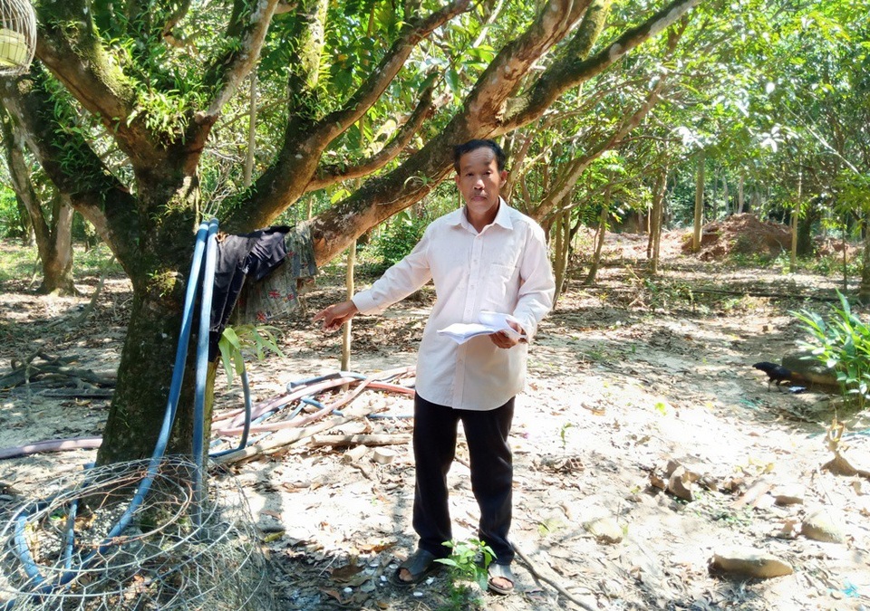 Kiên Giang: Đất đang tranh chấp, huyện Phú Quốc vẫn cấp sổ đỏ! - 2 Trong vườn cây của ông có nhiều cây xoài to thế này
