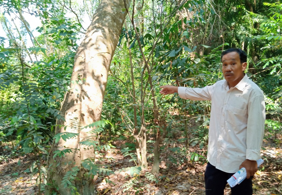 Kiên Giang: Đất đang tranh chấp, huyện Phú Quốc vẫn cấp sổ đỏ! - 3 hi ông về khai khẩn mảnh đất hơn 20.000m2, ông Tình trồng nhiều loại cây, như cây xà cừ này đã gần 20 năm tuổi
