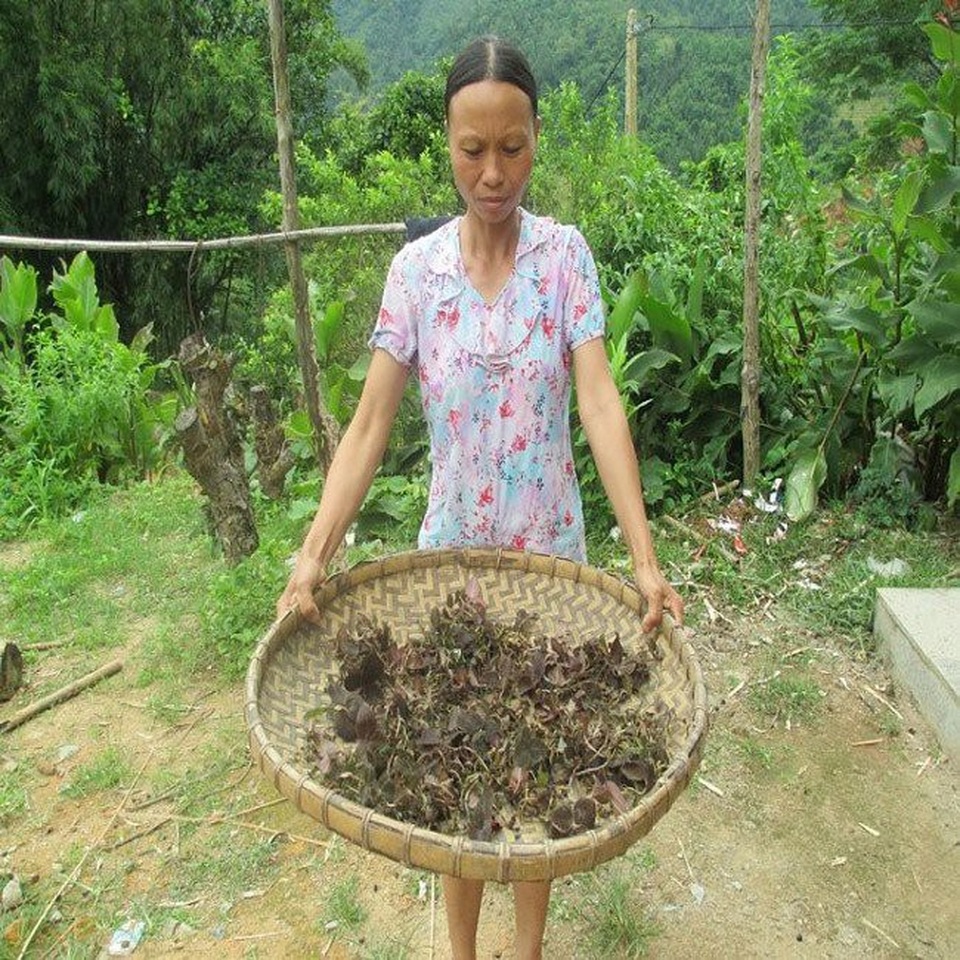 Cỏ lạ được Trung Quốc mua với giá chục triệu đồng/kg, người dân đổ xô vào rừng tìm kiếm - 1
Sau nhiều ngày, hai vợ chồng chị Chắc mới tìm hái từ những cánh rừng già về được một nhúm lan kim tuyến.