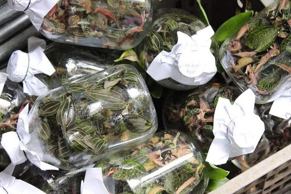 Cỏ lạ được Trung Quốc mua với giá chục triệu đồng/kg, người dân đổ xô vào rừng tìm kiếm - 3
Sau khi các đầu mối thu gom về, dùng những hộp nhựa đóng gói chờ thương lái Trung Quốc sang thu mua.