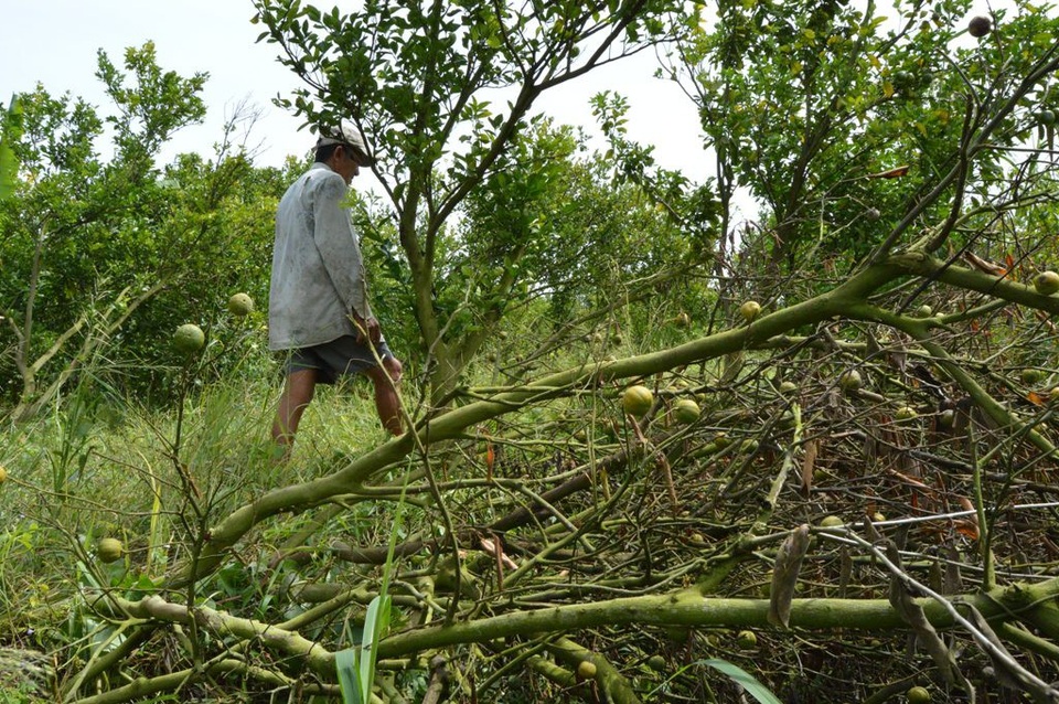 Hơn 2.000 ha quýt, cam ở Đồng Tháp bị chết mòn - 1 
Hiện nay, trên địa bàn huyện Lai Vung có trên 2.000ha cây có múi bị chết, trong đó cây đặc sản quýt hồng có diện tích chết khá lớn