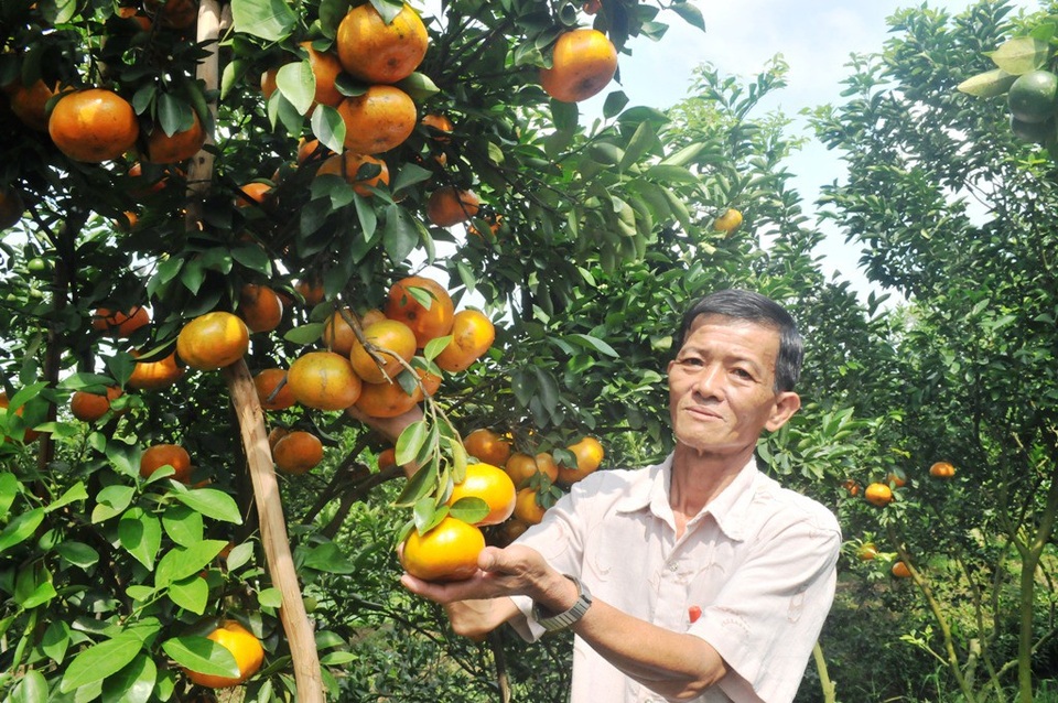 Hơn 2.000 ha quýt, cam ở Đồng Tháp bị chết mòn - 2 
Cây quýt hồng lâu nay được xem là loại trái cây đặc sản của tỉnh Đồng Tháp, hàng năm đêm lại nguồn thu nhập đáng kể cho nông dân trồng quýt