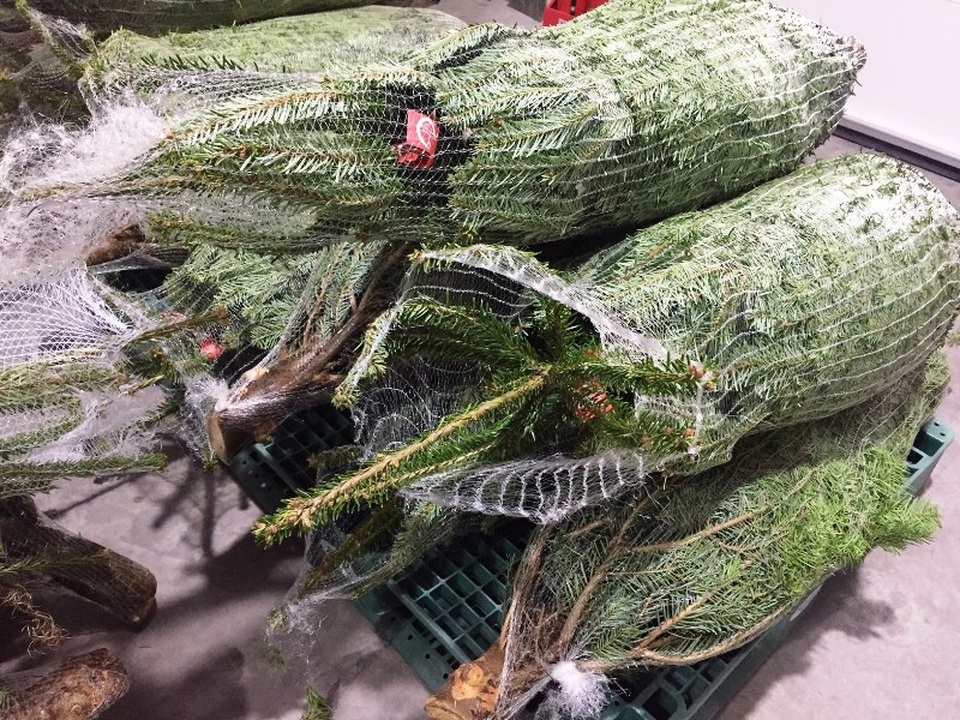 Mỗi cây thông đều được bó rất gọn gàng.
