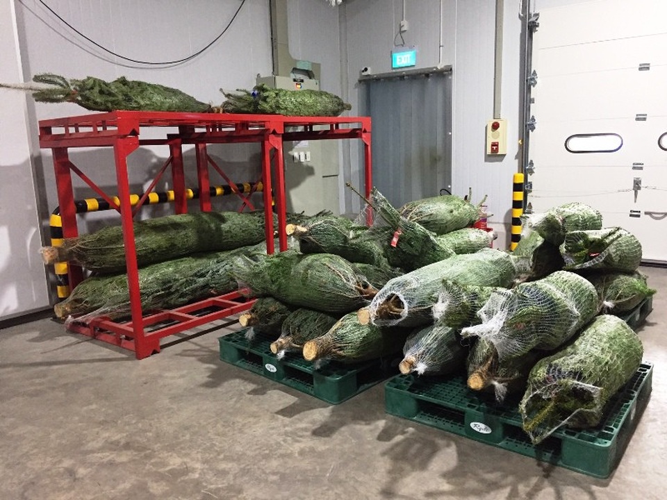 Lô thông tươi tiếp tục được bảo quản trong kho lạnh chờ giao cho khách.