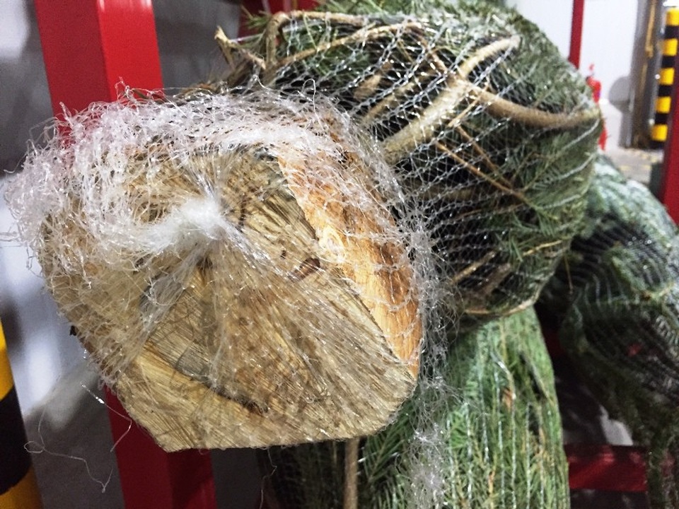 Gốc thông được cắt gọn gàng và bao bọc cẩn thận.