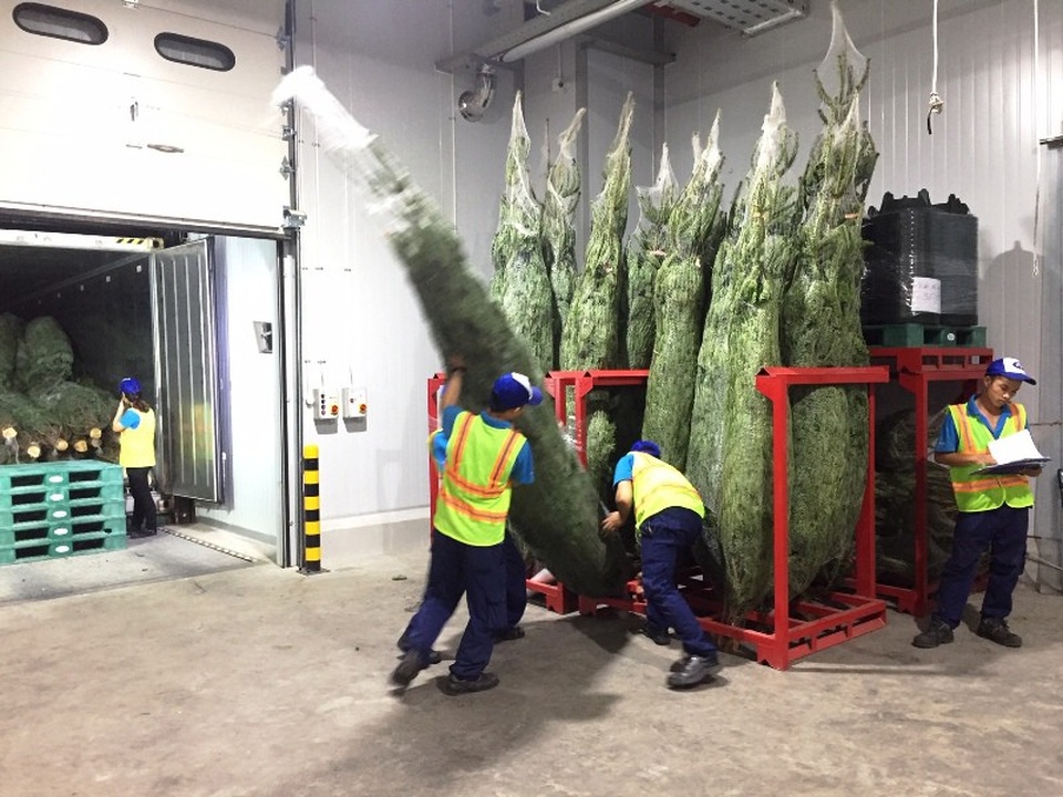 Các cây thông có chiều cao dao động từ 1,2m – 4,5m với giá bán từ 1,7 – 25 triệu đồng/cây.