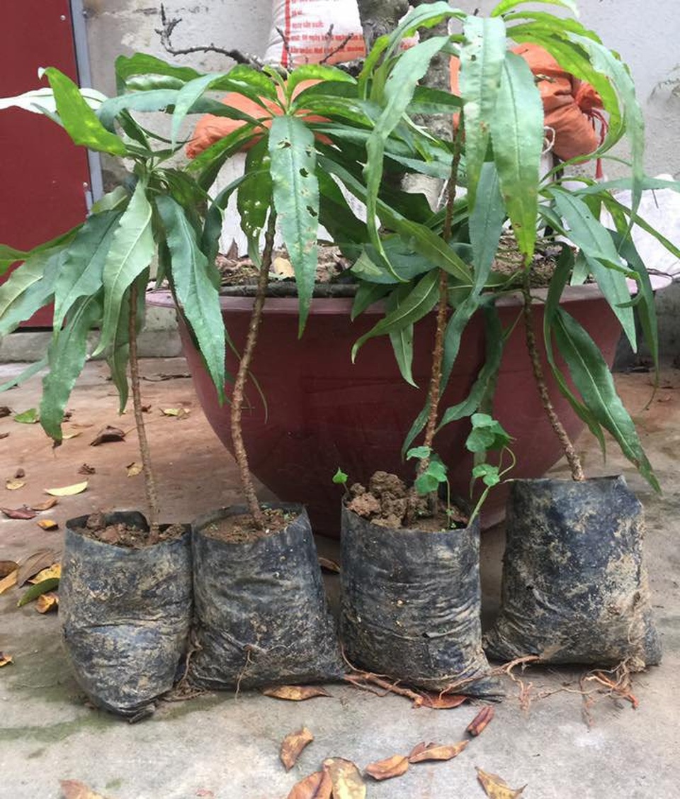 Nhánh đào thất thốn bằng chiếc đũa: Bán 3 triệu đồng dân tranh nhau mua - 1
3 triệu đồng/cây đào thất thốn 1 năm tuổi