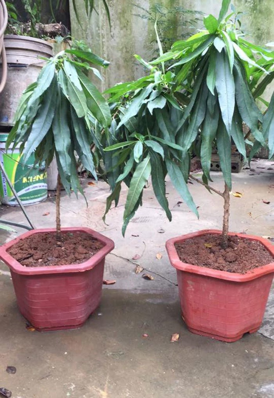 Nhánh đào thất thốn bằng chiếc đũa: Bán 3 triệu đồng dân tranh nhau mua - 2
Loại cây 2 năm tuổi giá tới 5 triệu đồng vẫn không có hàng để bán