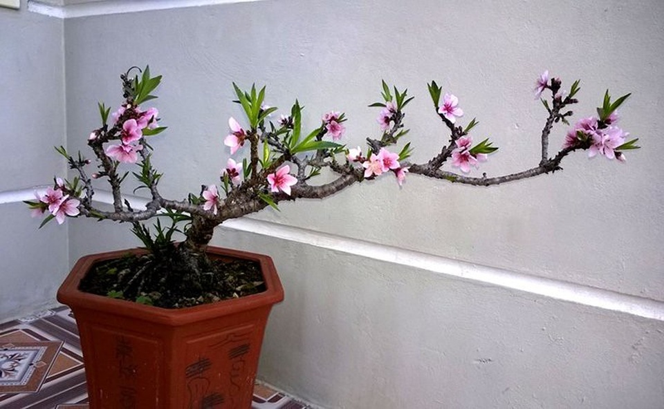 Nhánh đào thất thốn bằng chiếc đũa: Bán 3 triệu đồng dân tranh nhau mua - 3
So với đào thất thốn ghép, đào thất thốn nguyên bản được ươm từ hạt luôn được dân chơi săn lùng dù có giá cực kỳ đắt đỏ