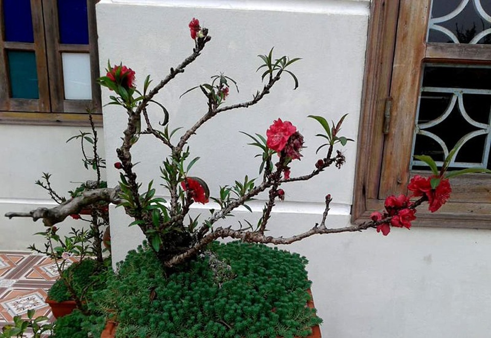 Nhánh đào thất thốn bằng chiếc đũa: Bán 3 triệu đồng dân tranh nhau mua - 4
Giá của những cây đào loại này lên đến hàng chục triệu đồng