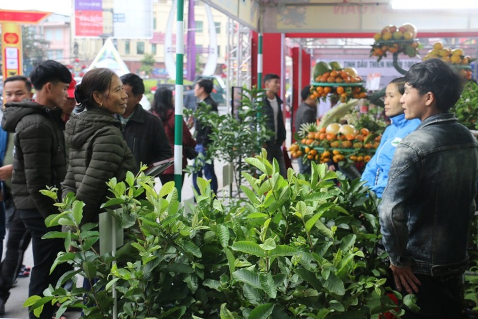 Sản vật Hà Tĩnh cùng hội tụ tại Lễ hội Cam - 11 Không chỉ trưng bày các sản vật, mà các chủ vườn còn giới thiệu và cung cấp các loại cây giống ngay tại lễ hội.