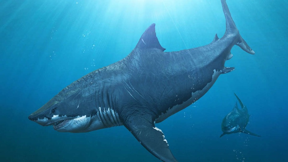 Sự biến mất bí ẩn của “siêu cá mập” Megalodon đã có câu trả lời? - Ảnh 1. Sự biến mất bí ẩn của “siêu cá mập” Megalodon đã có câu trả lời? - Ảnh 1.