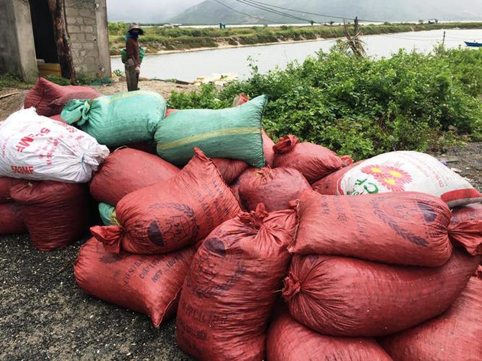 Sau mưa bão, ngư dân hối hả săn “lộc biển”, kiếm cả triệu bạc - 2
Các thương lái thu gom vẹm để chuẩn bị xuất bán cho các cơ sở nuôi tôm