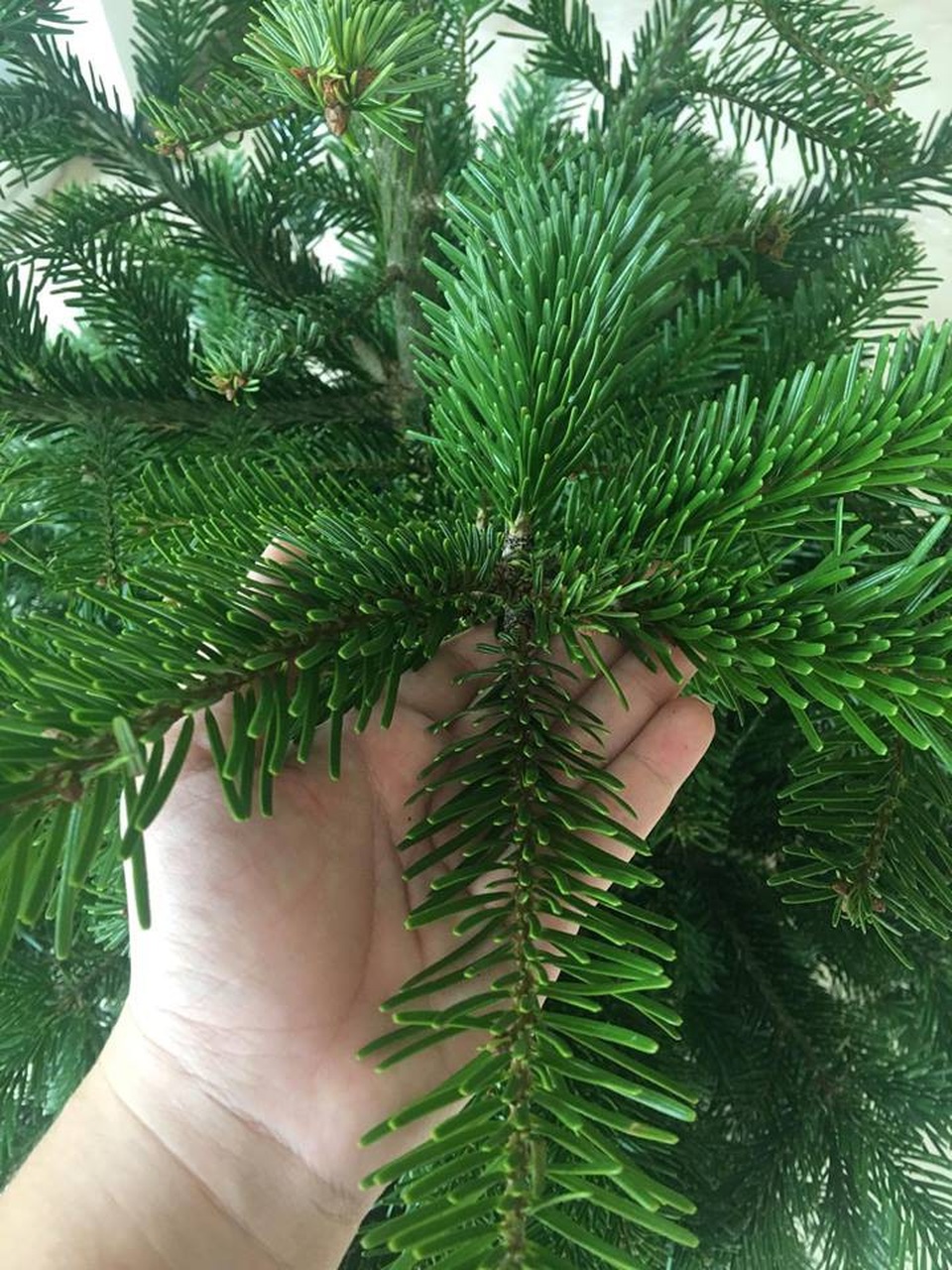 Chơi sang mùa Noel: Chi tiền “khủng” mua cây thông "ngủ đông" từ châu Âu về Việt Nam - 2 Các tán lá cây thông thật thường to, xanh tươi hơn các loại thông giả thông thường