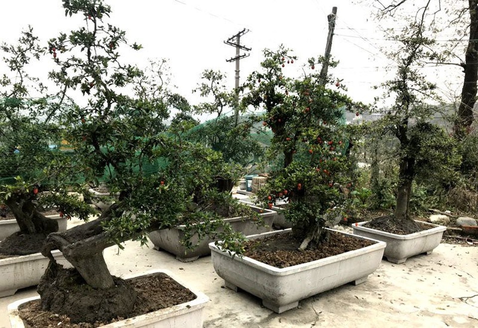 Cây hồng đá bonsai: Hàng lạ Tết này, giá tiền tỷ đại gia ôm liền - 1 Cây hồng đá bonsai: Hàng lạ Tết này, giá tiền tỷ đại gia ôm liền - 1