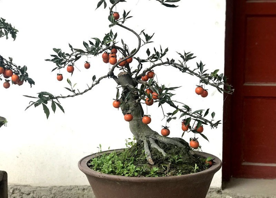 Hồng đá bonsai được rất nhiều khách đặt mua