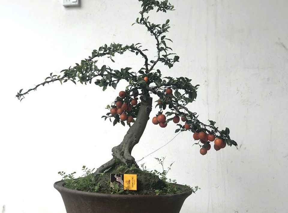 Cây bonsai rẻ nhất giá cũng tầm trên 10 triệu đồng