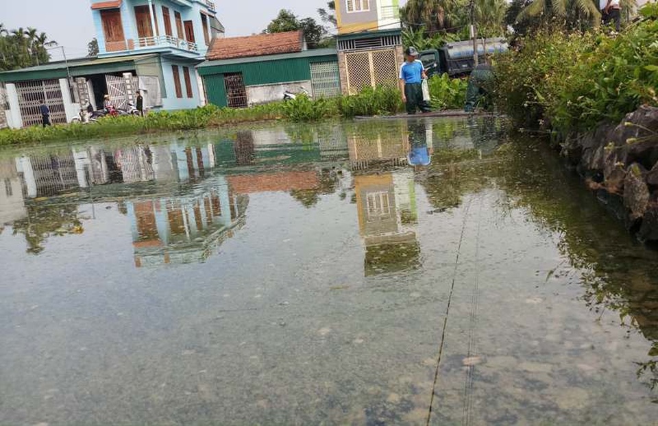 Nhiều diện tích ruộng trên địa bàn phường Quảng Hưng bị ảnh hưởng do sự cố.