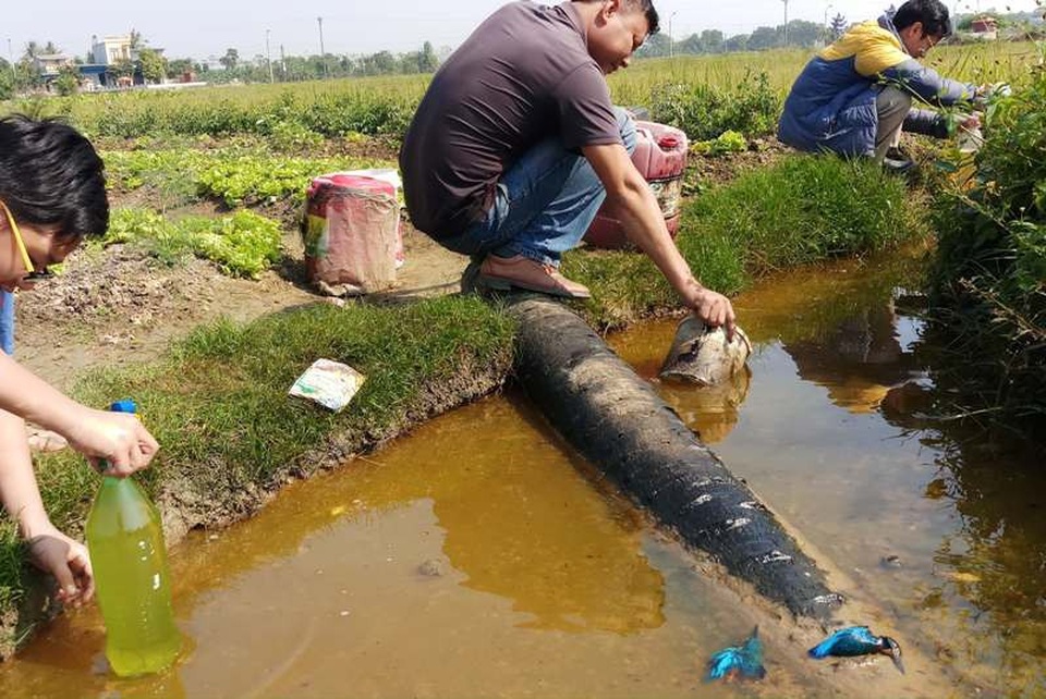 Dọc kênh mương và khu vực cánh đồng thuộc địa bàn phường Quảng Hưng xuất hiện những lớp váng dầu.