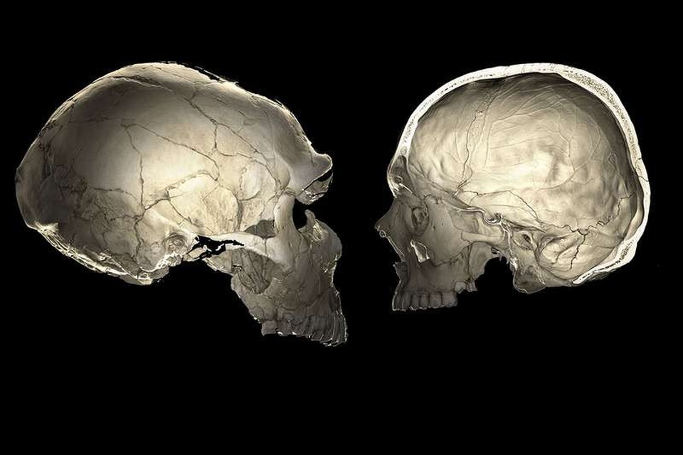 Những người đầu hơi bẹp là do gen di truyền của người Neanderthal - Ảnh 1. Những người đầu hơi bẹp là do gen di truyền của người Neanderthal - Ảnh 1.