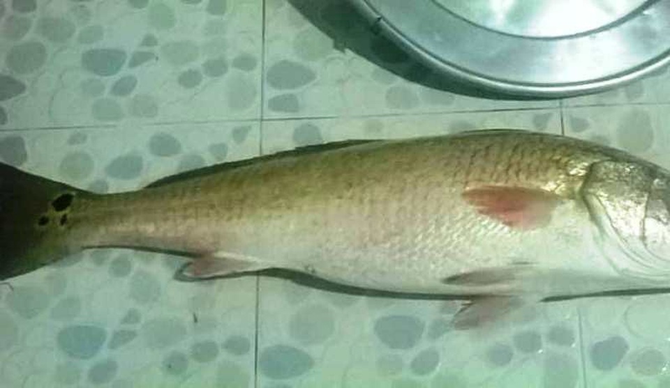 Ngư dân rao bán cá nặng 4,5 kg nghi sủ vàng quý hiếm - 2
Nhiều người đã trả giá nhưng rẻ quá nên anh Tèo chưa muốn bán.