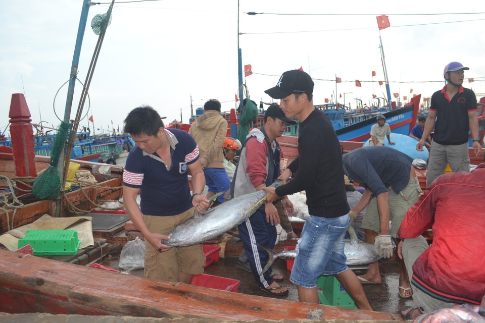 Quảng Ngãi: Ngư dân chuyển nghề vì sản lượng hải sản gần bờ sụt giảm - 1 Sản lượng hải sản gần bờ sụt giảm mạnh khiến nhiều ngư dân chuyển sang ngành nghề khác