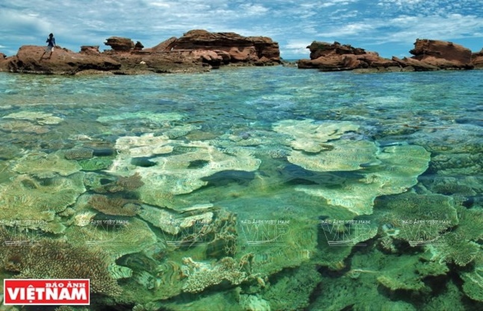 Khám phá vẻ đẹp hoang sơ của An Thới với dải san hô đẹp nhất Việt Nam - 2 Khám phá vẻ đẹp hoang sơ của An Thới với dải san hô đẹp nhất Việt Nam - 2